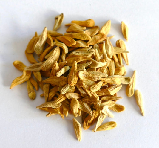 Pachypodium lamerei dry seeds with textured surface for succulent plant propagation