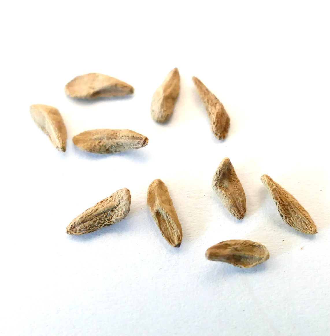 Semi di Pachypodium mikea con superficie testurizzata, allungata e di colore marrone chiaro per la propagazione di succulente