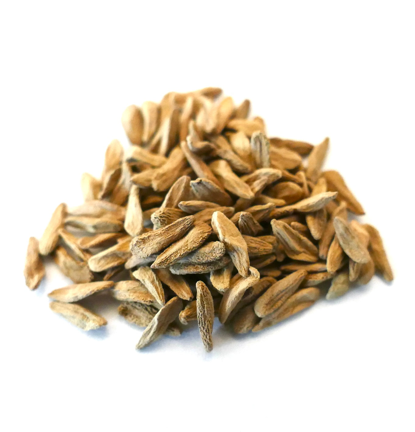 Semi di Pachypodium mikea a primo piano con forme allungate marroni e testurizzate su sfondo bianco