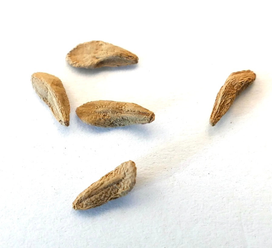 Semi secchi a trama ruvida di Pachypodium mikea per la propagazione di piante succulente rare