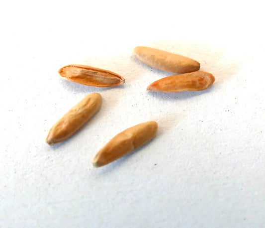 Pachypodium rosulatum cactipes elongated light brown succulent seeds close-up