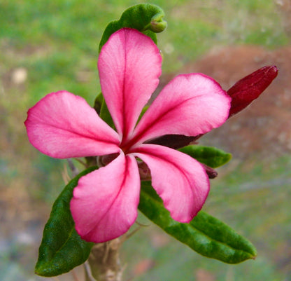 Fiore rosa a cinque petali di Pachypodium succulentum con foglie verdi strutturate e bocciolo non aperto