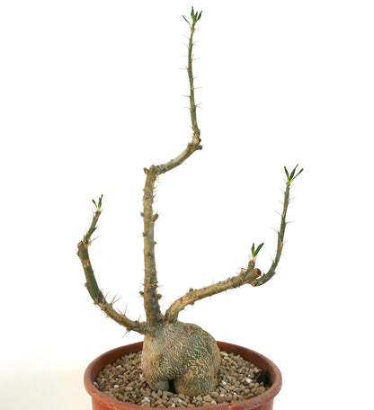 Pachypodium succulentum raro succulento con caudice spesso e rami sottili spinosi in vaso