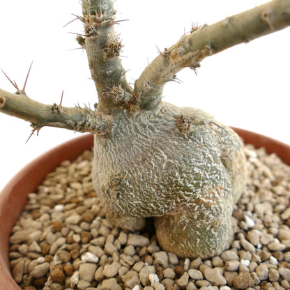 Pachypodium succulentum con caudice spesso dalla corteccia ruvida e spine appuntite, pianta succulenta