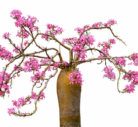 Pachypodium succulentum rare succulent with thick trunk and vibrant pink flowers