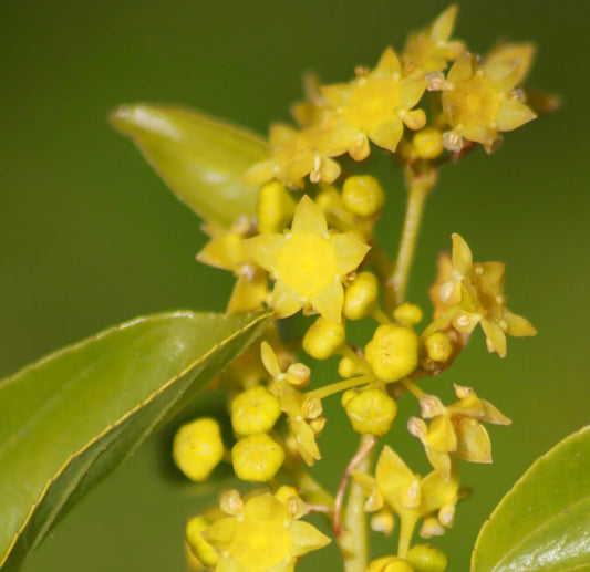 Paliurus aculeatus bright yellow star-shaped flowers with glossy green leaves close-up