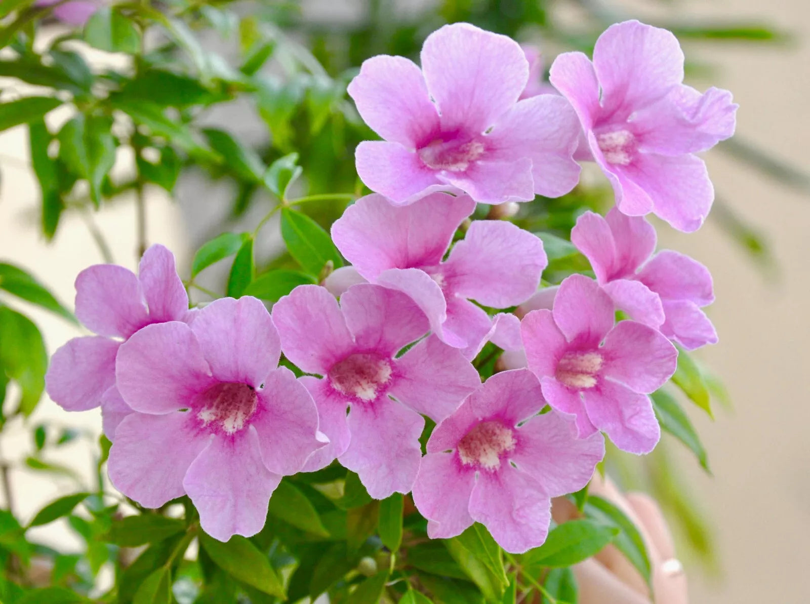 Pandorea jasminoides cluster of delicate pink trumpet-shaped flowers with green foliage
