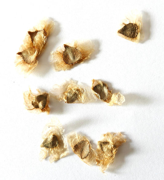Pandorea jasminoides delicate seeds with feathery wings for easy dispersal