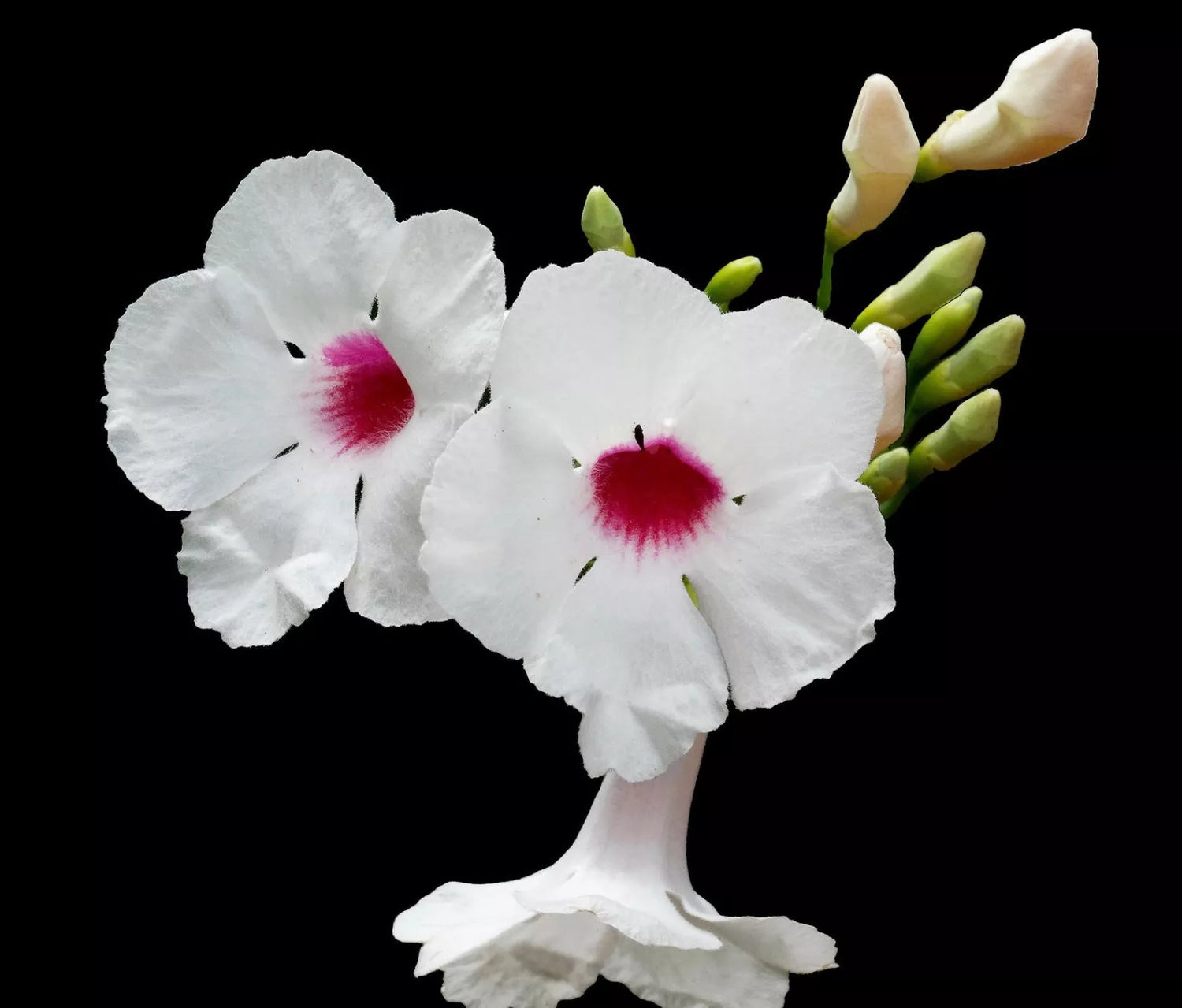 ดอกไม้สีขาวละเอียดของพันโดเรีย แจสมินอยด์ มีศูนย์กลางสีชมพูและตาอ่อนสีเขียว บนพื้นหลังสีดำ