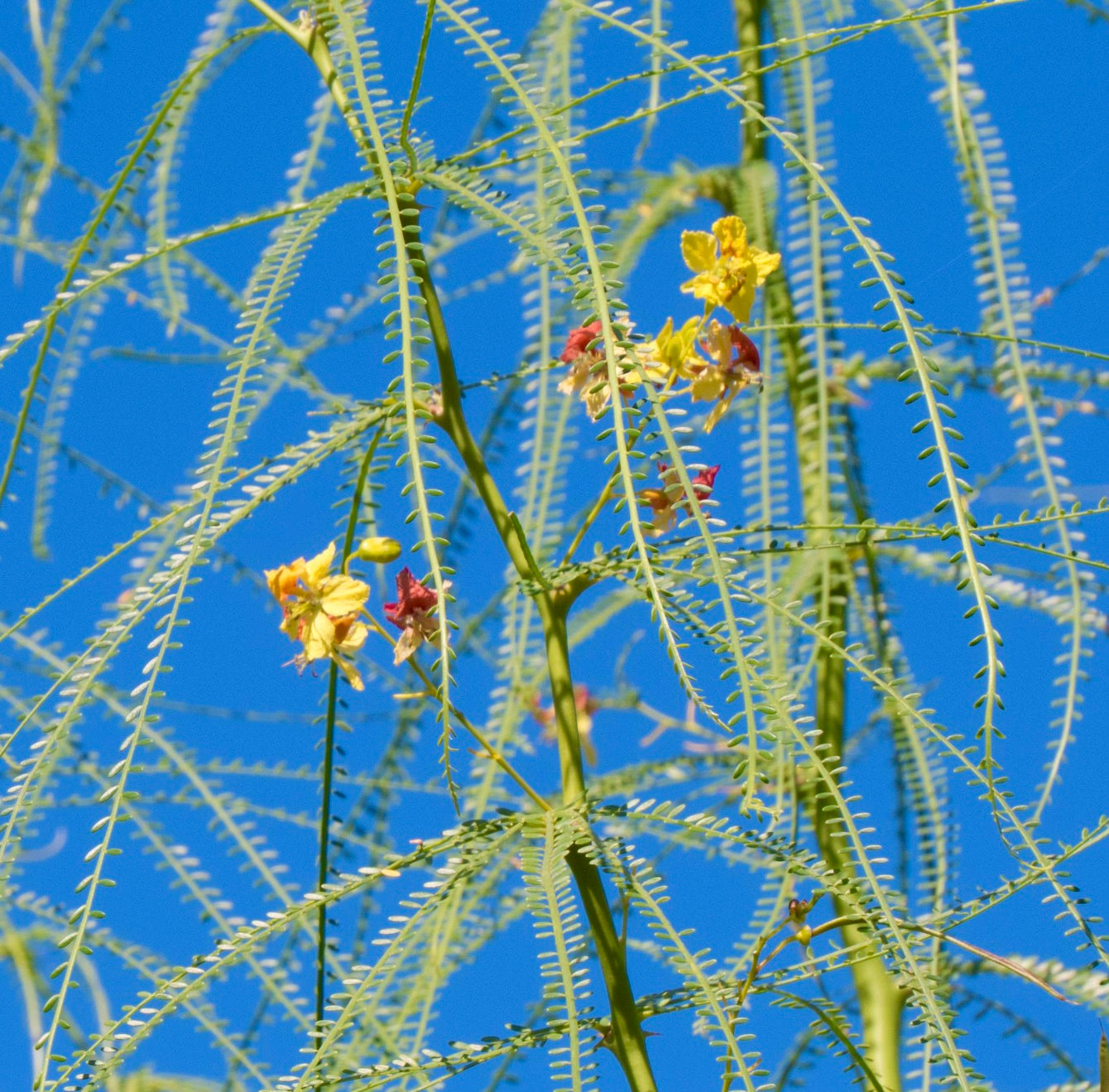 Parkinsonia aculeata 15-20cm