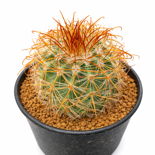 검은 화분에 담긴 촘촘한 황금색 가시와 선명한 주황색 중앙 가시가 있는 파로디아 아우레이센트라 선인장