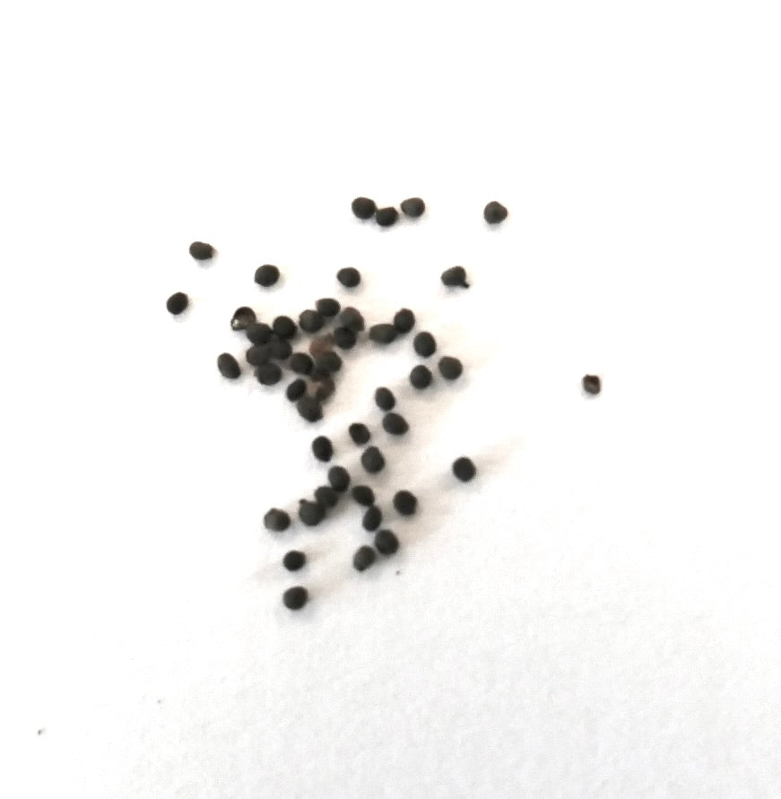 Parodia ayopayana FRØ