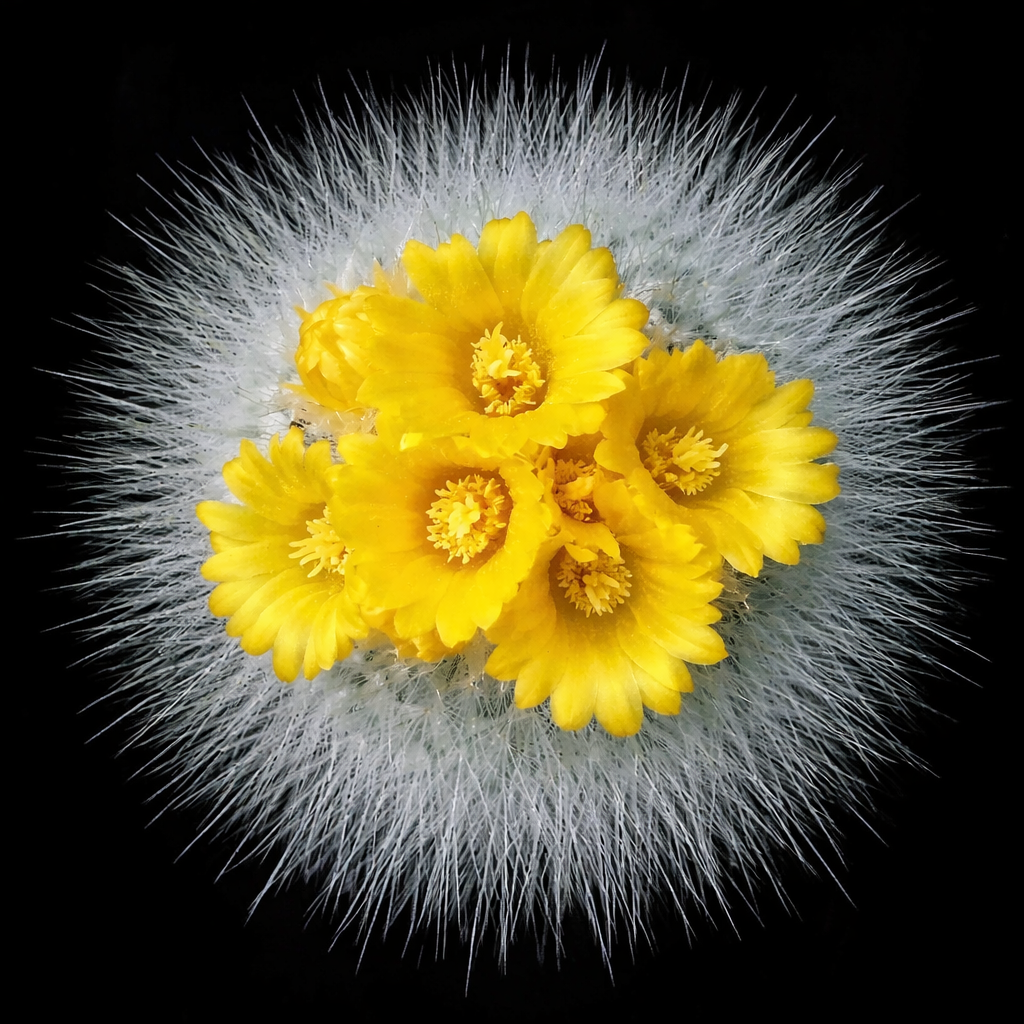 Parodia chrysacanthion Kaktus mit dichten weißen Stacheln und leuchtend gelben Blüten in Blüte
