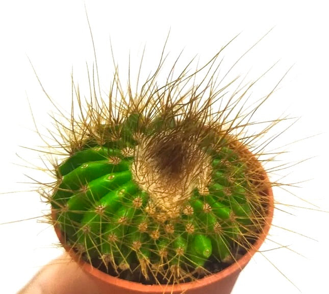 Parodia claviceps small round green cactus with long golden spines succulent specimen