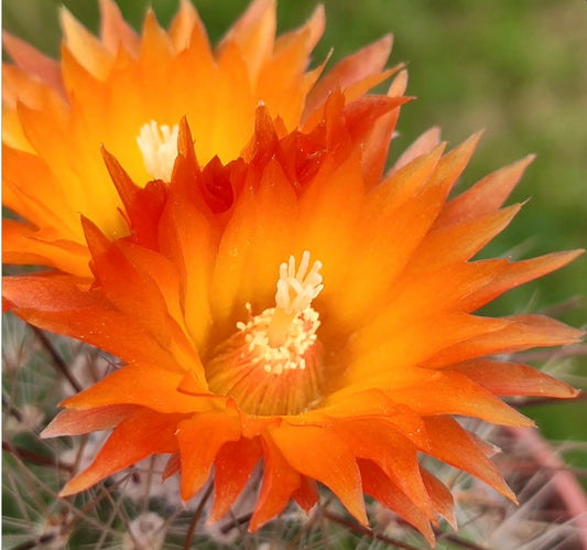 Parodia faustiana ZADEN
