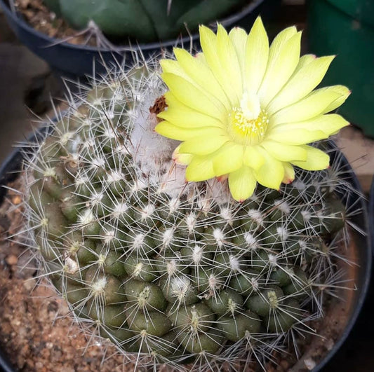 Parodia formosa cactus with dense white spines and bright yellow flower bloom