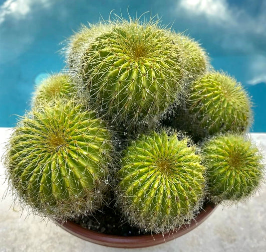 Parodia grossei succulent cactus cluster with fine spines and water droplets in pot