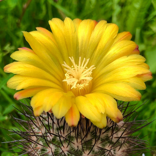 パロディア・ホリダの種子