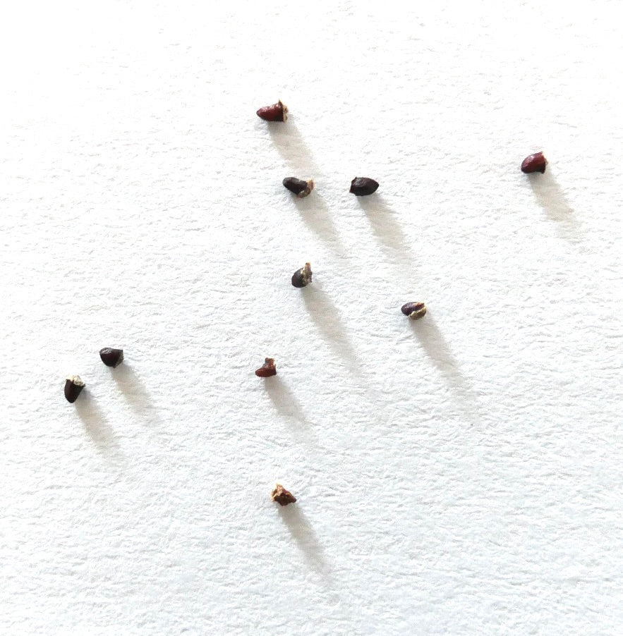 흰색 질감 배경 위의 파로디아 레닝하우시이 작은 검은 선인장 씨앗