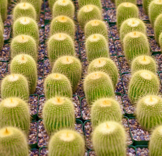 Parodia leninghausii small cylindrical green cacti with dense yellow spines in pots