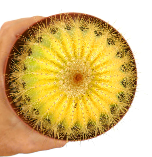 Parodia magnifica SUPER VAREIGATED