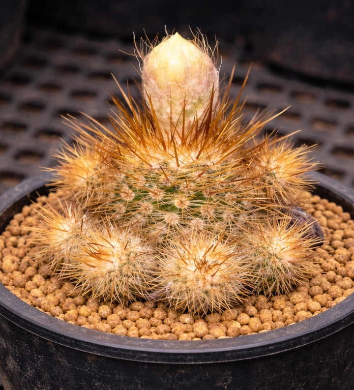 صبار باروديا مينيميا بأشواك ذهبية وبرعم زهرة نامية في إناء