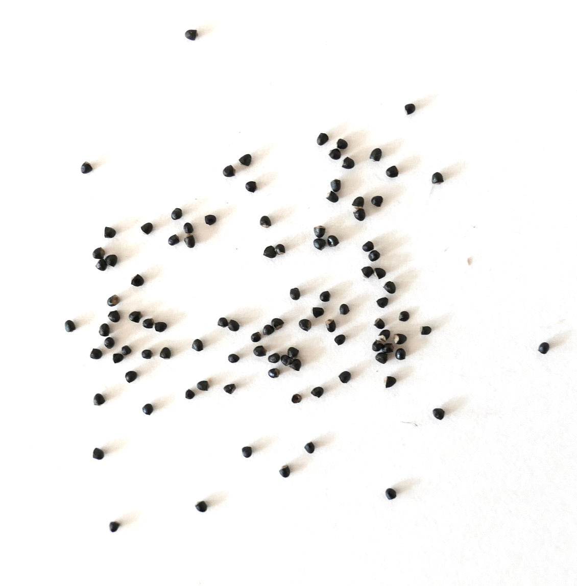 Parodia nigrispina FRØ