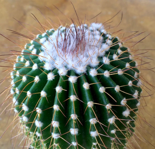 Parodia nigrispinus succulent cactus with dense white wool and long brown spines