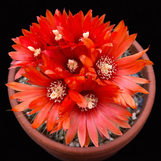 Parodia penicillata SEEDS