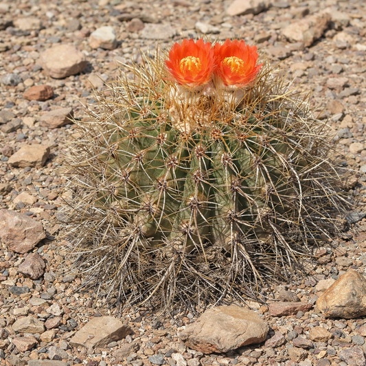 Frø av Parodia potosina