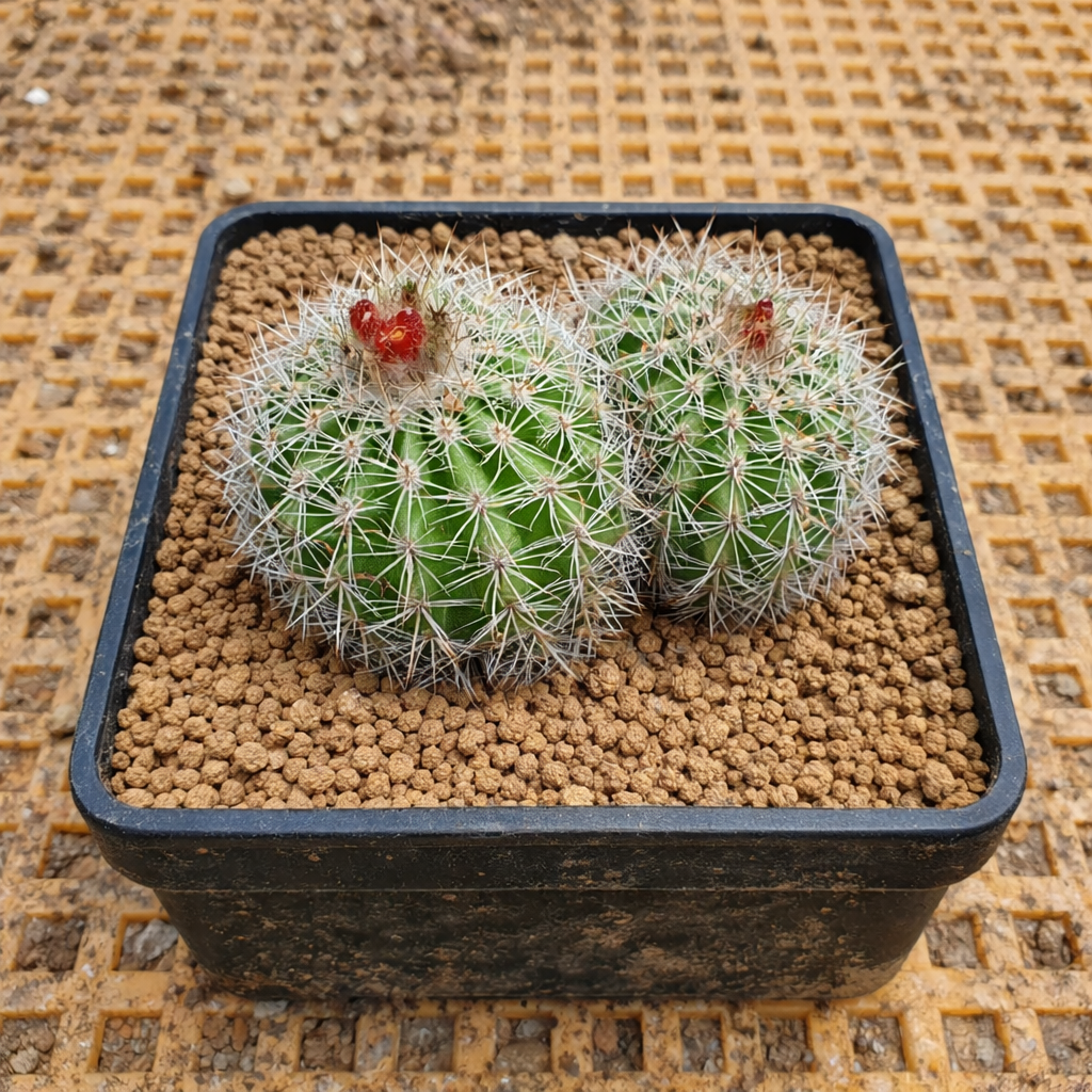 نبات صبار باروديا بروكيرا فار. جراسيليس صغير أخضر مع أشواك بيضاء وبراعم أزهار حمراء في إناء أسود