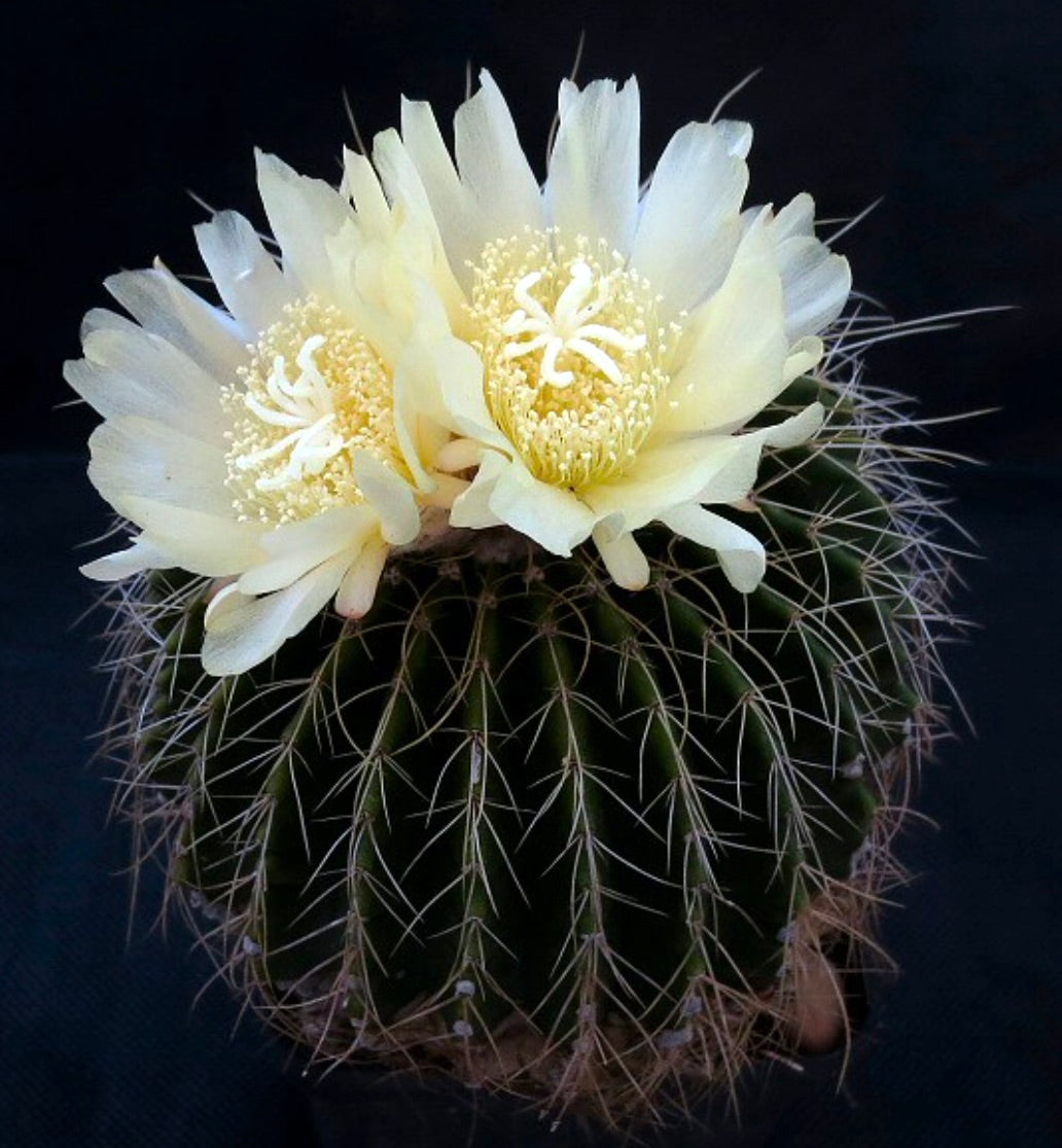 Parodia schumannianus cactus with round green body and pale yellow flowers in bloom