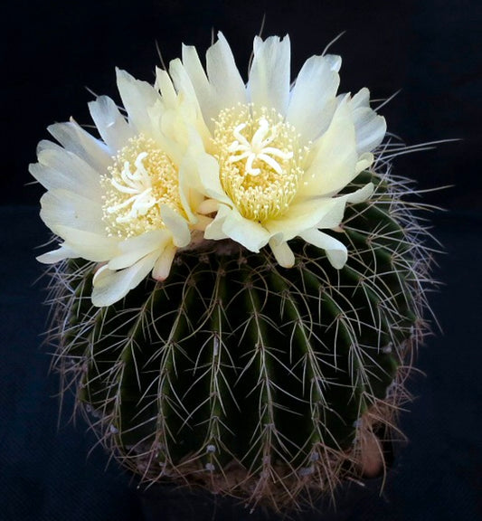 Parodia schumannianus cactus with round green body and pale yellow flowers in bloom