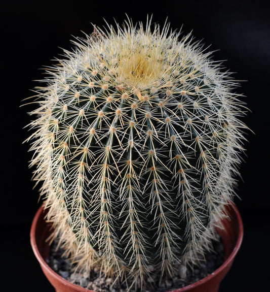 Parodia schumannianus var. brevispinus round green cactus with dense yellowish spines in pot