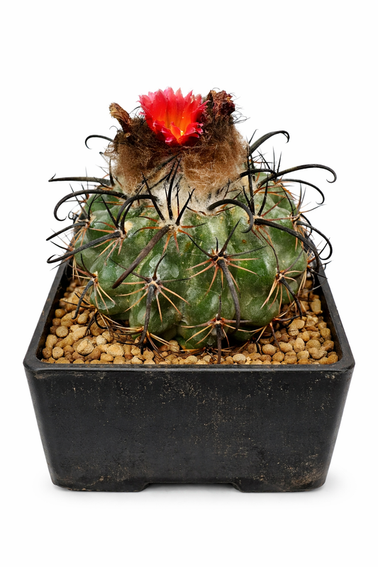 بذور باروديا سبتيرانيئا FR731