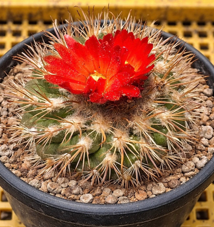 بذور باروديا سوكرينسيس