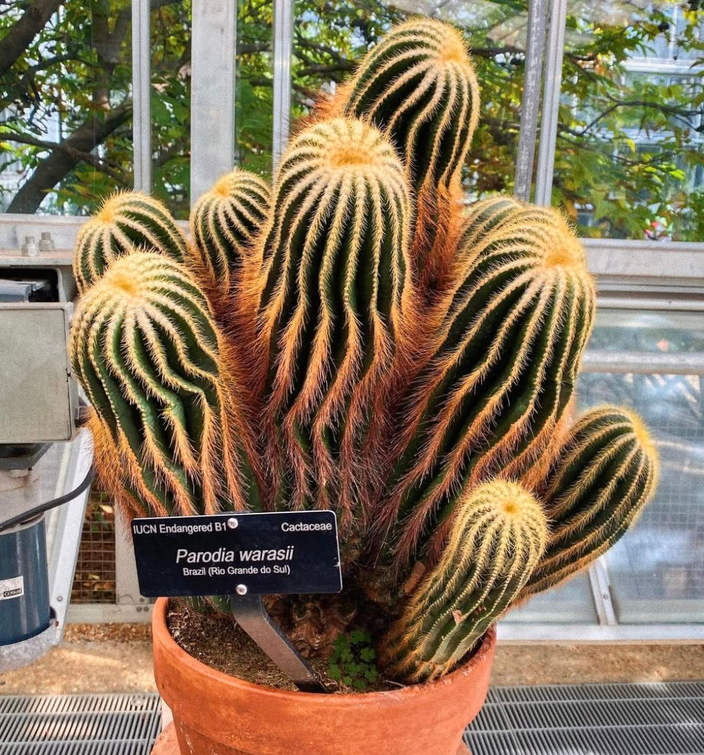 Parodia warasii rare cactus with elongated ribbed green stems and golden spines in pot