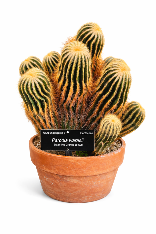 Parodia warasii SEEDS