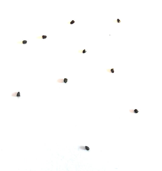 Parodia warasii SEEDS