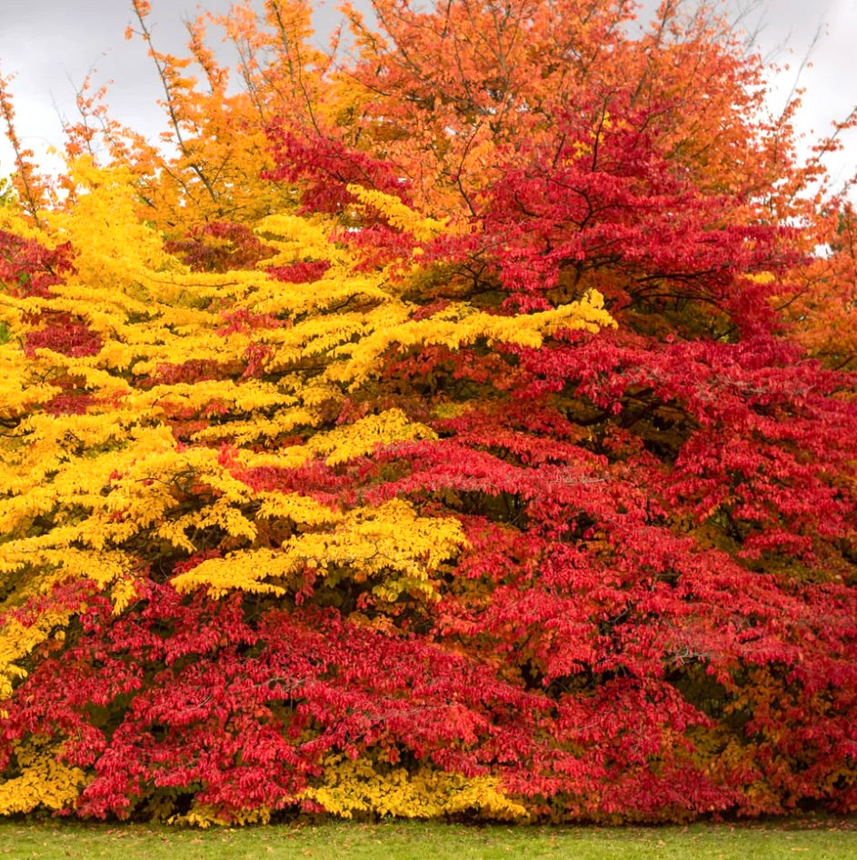 Parrotia persica cv. “Vanessa” 130-150cm