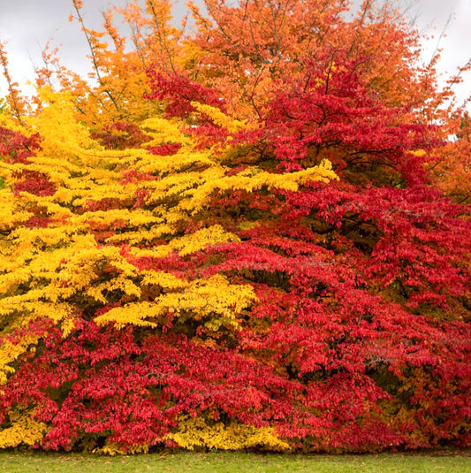 Parrotia persica cv. “Vanessa” 130-150cm