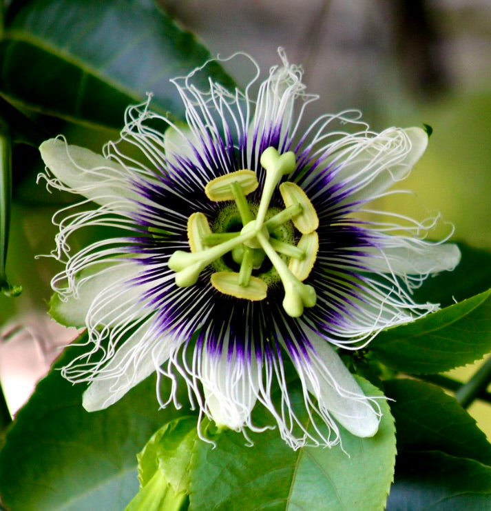 Fiore tropicale intricato dai vivaci colori viola e bianco di Passiflora edulis, primo piano