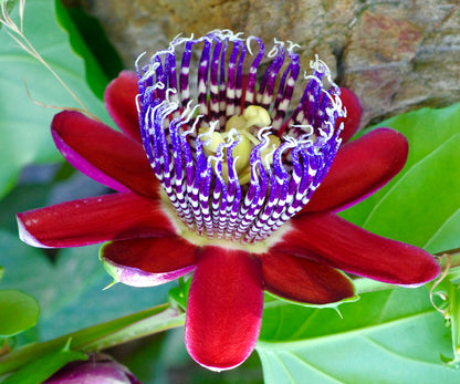 Passiflora quadrangularis