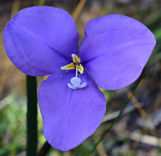 Flor vibrante de tres pétalos de Patersonia occidentalis en púrpura, con delicados detalles centrales en amarillo y blanco