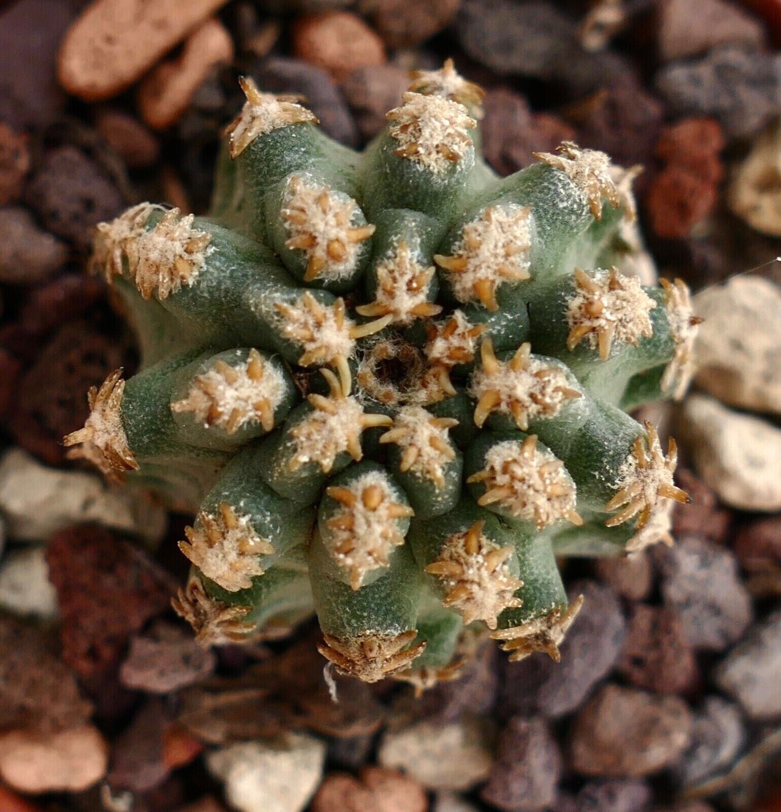 Pediocactus sp. succulent cactus with green tubercles and small brown spines on rocky soil