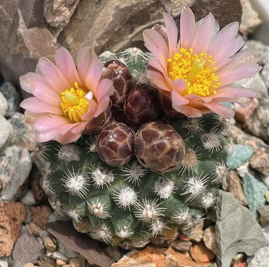 Pediocactus knowltoni kleine groene cactus met witte stekels en delicate roze bloemen in bloei