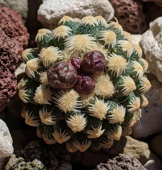 Pediocactus knowltonii zeldzame kleine cactus met witte stekels en donkerpaarse vruchtknoppen