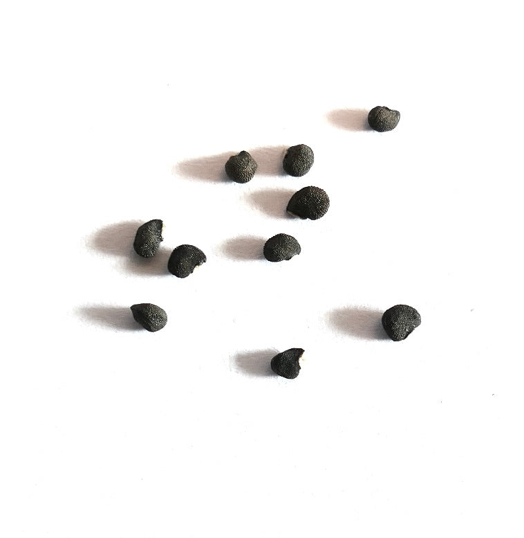 Pediocactus knowltonii kleine getextureerde zeldzame cactuszaden op witte achtergrond