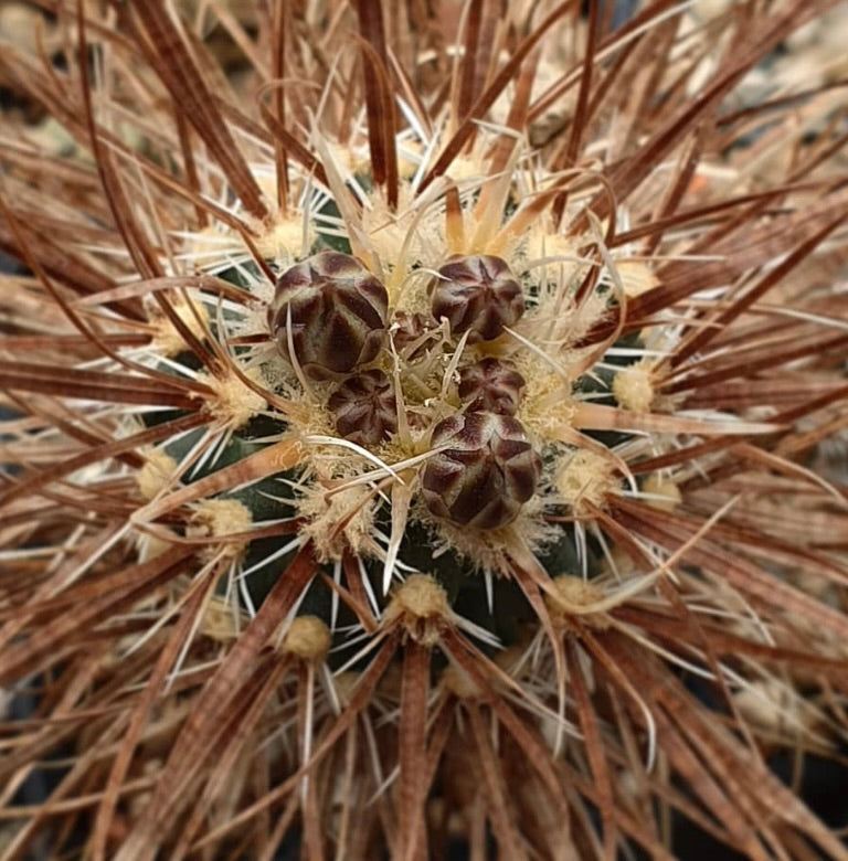 Pediocactus papyracantha SB504 SEEDS