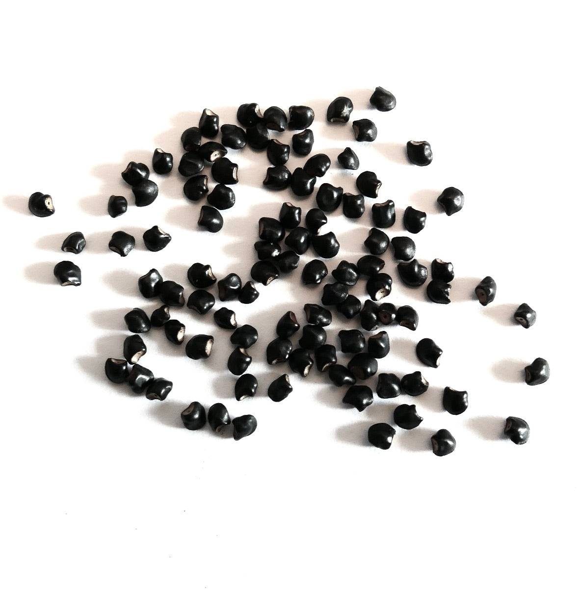 白背景に散らばった黒く光沢のあるペディオカクタス・パピラカンサ種子